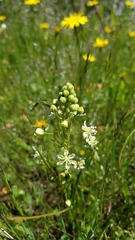 Toxicoscordion micranthum