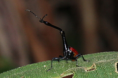 Trachelophorus giraffa