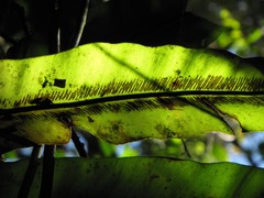 Thamnopteris
