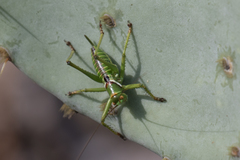 Neobarrettia spinosa