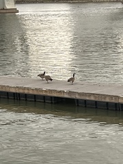 Branta canadensis