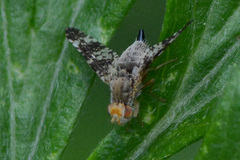 Oxyna parietina