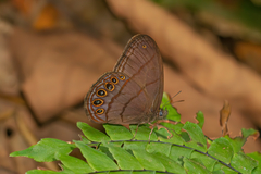 Splendeuptychia mima