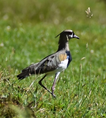 Vanellus chilensis cayennensis