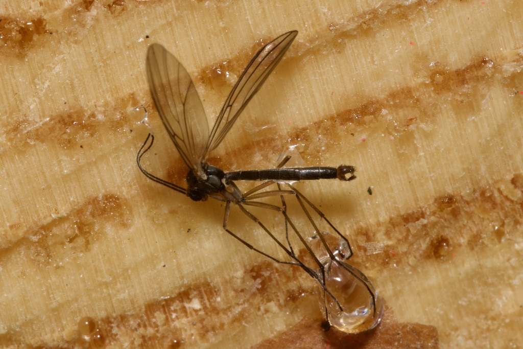 Coelosia truncata