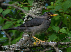 Turdus nigriceps