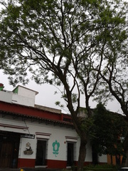 Jacaranda mimosifolia