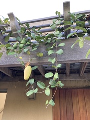 Stephanotis floribunda