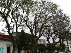 Jacaranda mimosifolia
