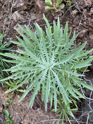 Andryala glandulosa