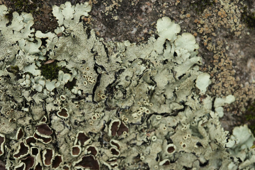 Taškuotasis auksakežis nuotrauka