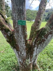 Erythrina folkersii