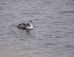 Podiceps cristatus