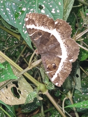 Erebus terminitincta