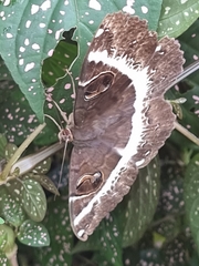 Erebus terminitincta