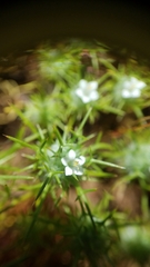 Navarretia intertexta