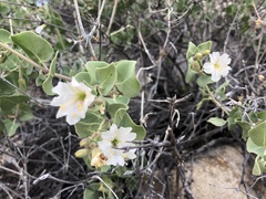 Mirabilis tenuiloba
