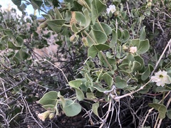 Mirabilis tenuiloba