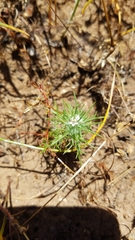 Navarretia intertexta