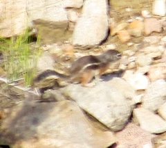 Ammospermophilus interpres