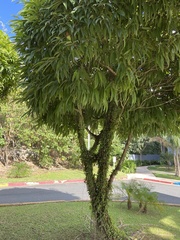 Ficus maclellandii
