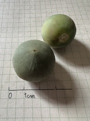 Solanum oblongifolium