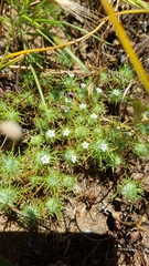 Navarretia intertexta