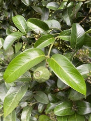 Posoqueria