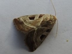 Eucarta virgo
