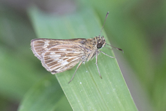 Vehilius celeus