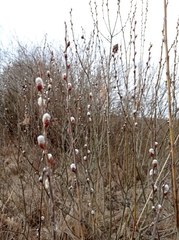 Salix