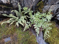 Asplenium adulterinum