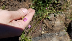 Calandrinia breweri
