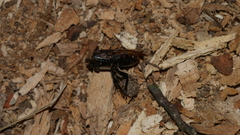 Odontotaenius disjunctus