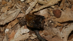 Odontotaenius disjunctus