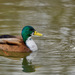 Domestic Mallard - Photo (c) Codrin Bucur, some rights reserved (CC BY), uploaded by Codrin Bucur