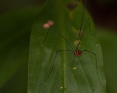 Holcobunus nigripalpis