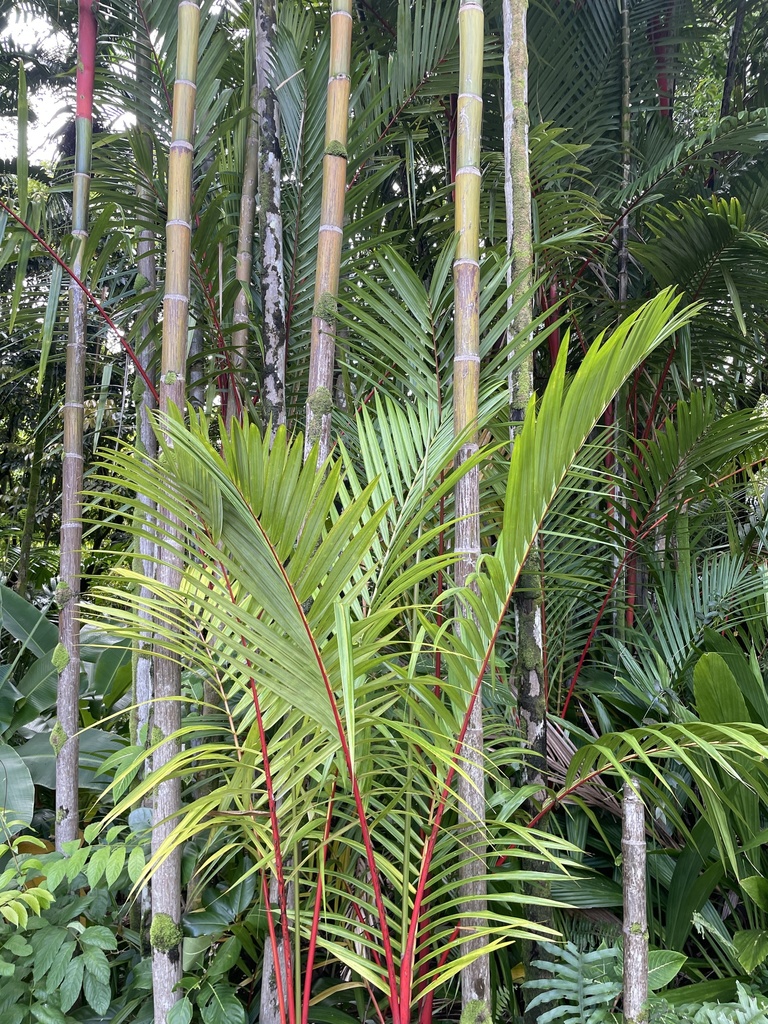 red sealing wax palm from Ho'omaluhia Botanical Garden, Kaneohe, HI, US