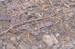 Telescopus fallax pallidus