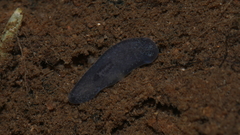 Phagocata velata