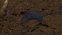 Phagocata velata