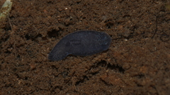 Phagocata velata