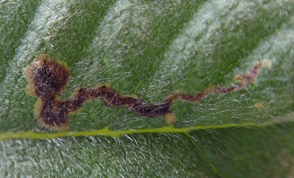 Phytomyza eriodictyi
