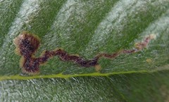 Phytomyza eriodictyi