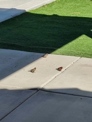 Haemorhous mexicanus