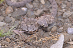 Telescopus fallax pallidus