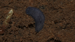 Phagocata velata