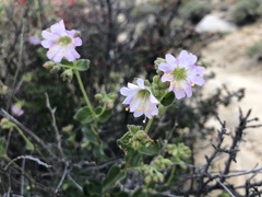 Mirabilis tenuiloba