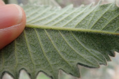 Phytomyza eriodictyi