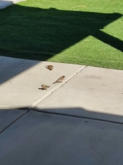 Haemorhous mexicanus